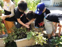 ２年１組 生活_高田　容弘_落花生