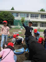 2年生の学級園手入れ (4)