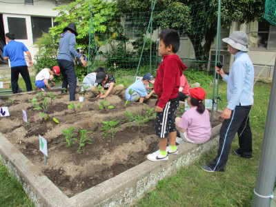 われい学級野菜の苗植え (2)